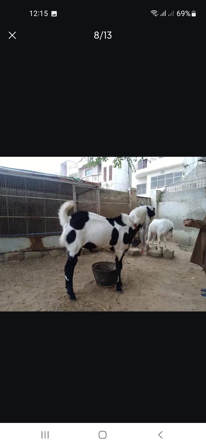 Breeder bakra 7
