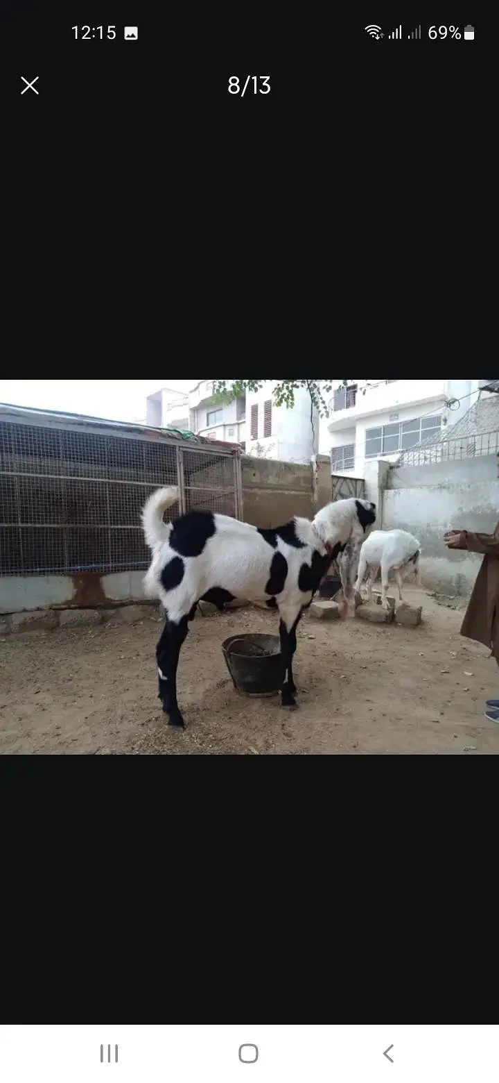 Breeder bakra — photo 8