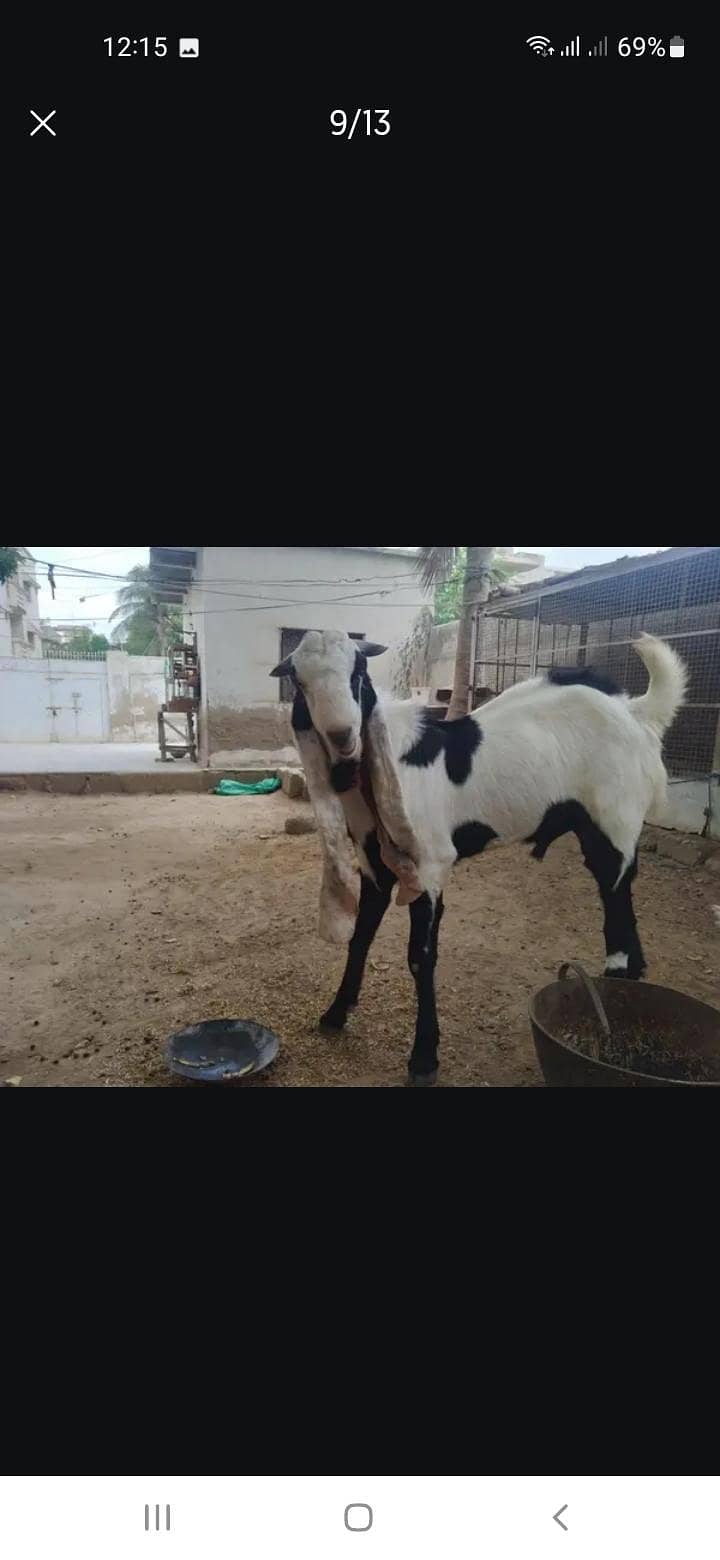 Breeder bakra 8