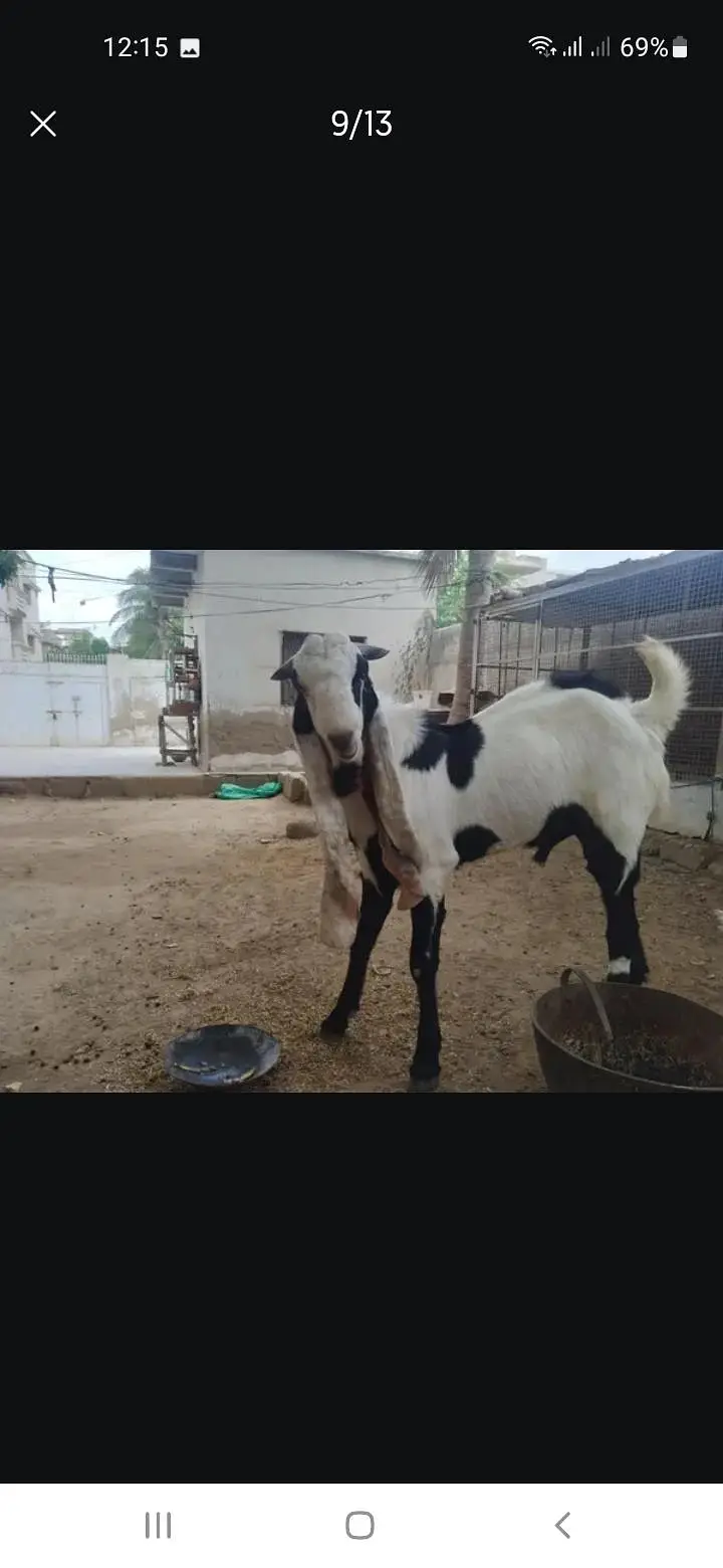 Breeder bakra — photo 9