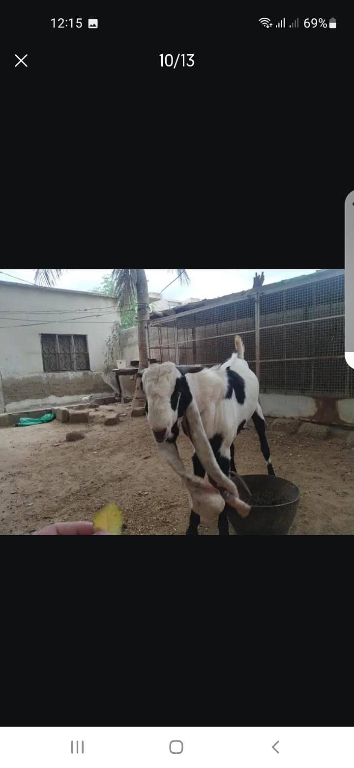 Breeder bakra 9