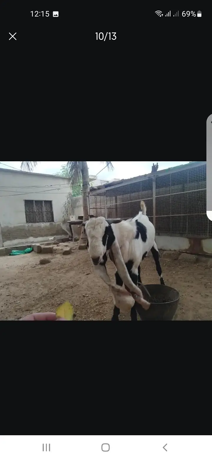 Breeder bakra — photo 10