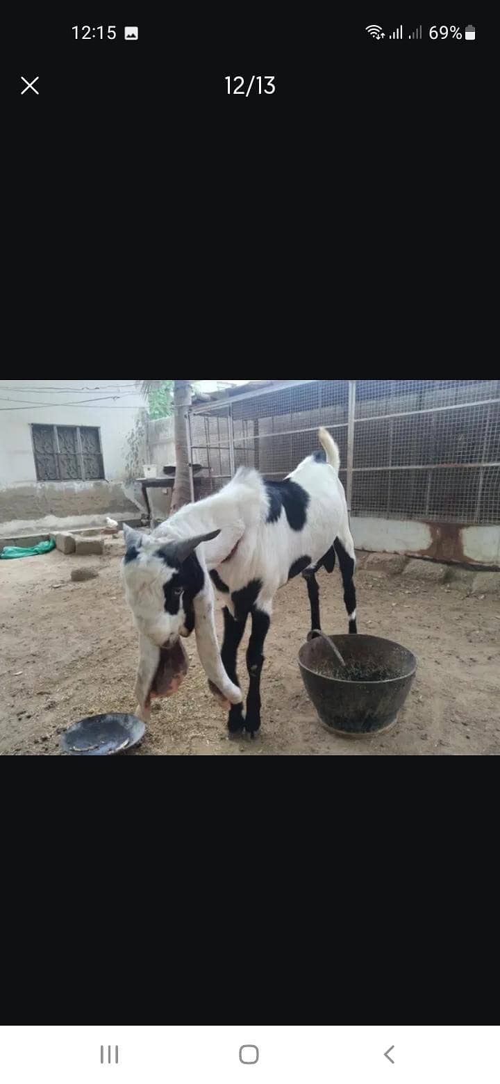 Breeder bakra 10