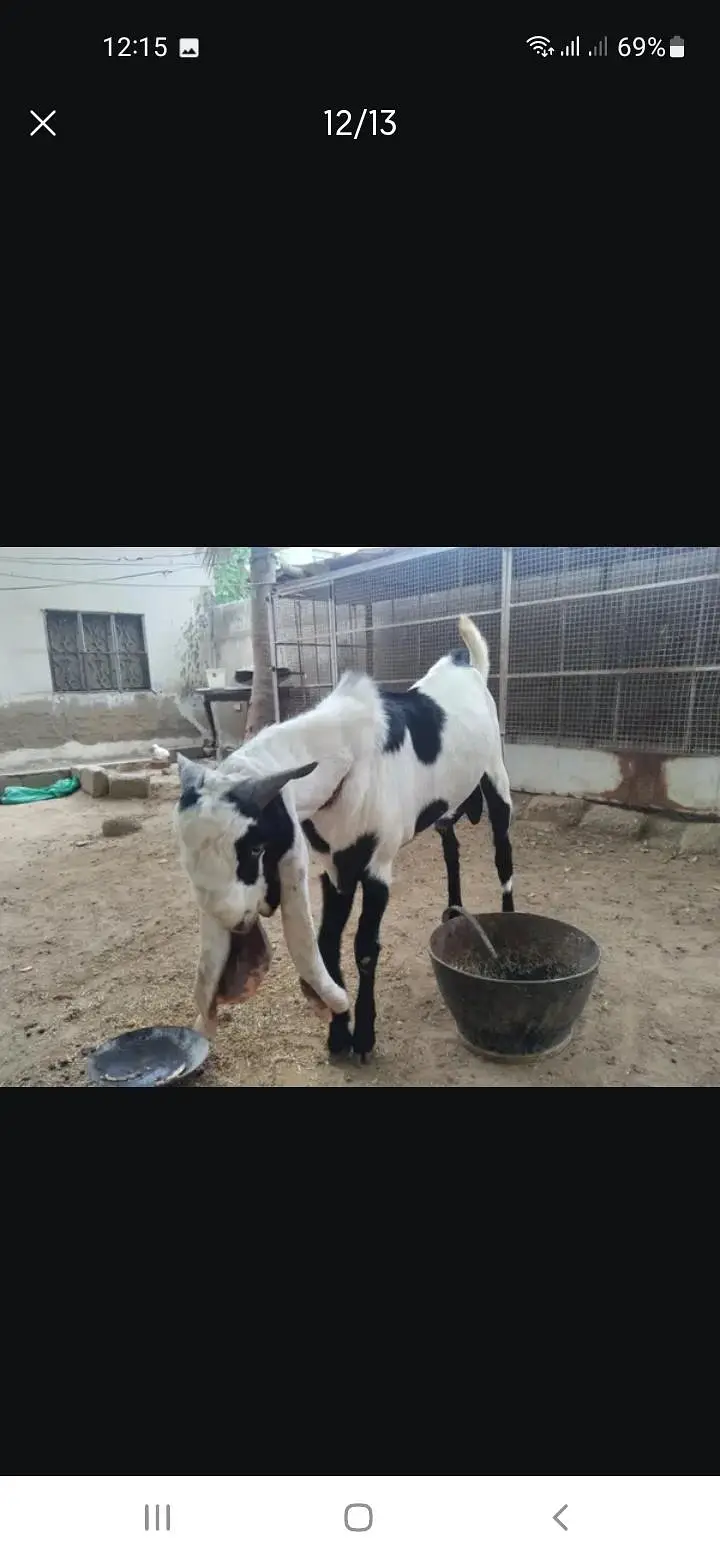 Breeder bakra — photo 11