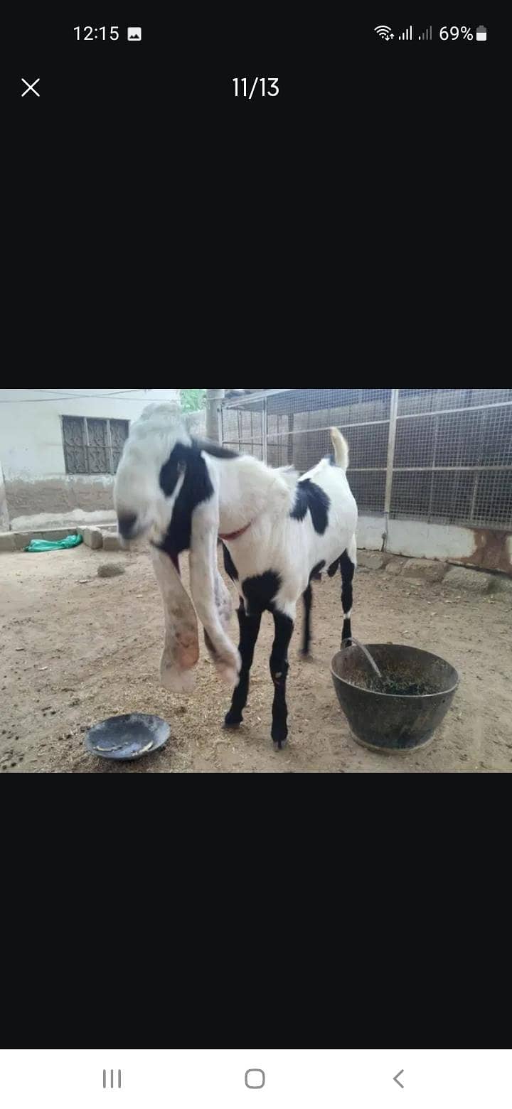 Breeder bakra 11