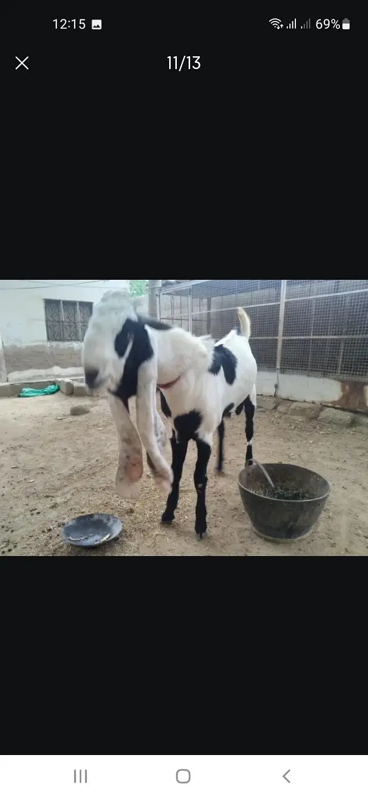 Breeder bakra — photo 12