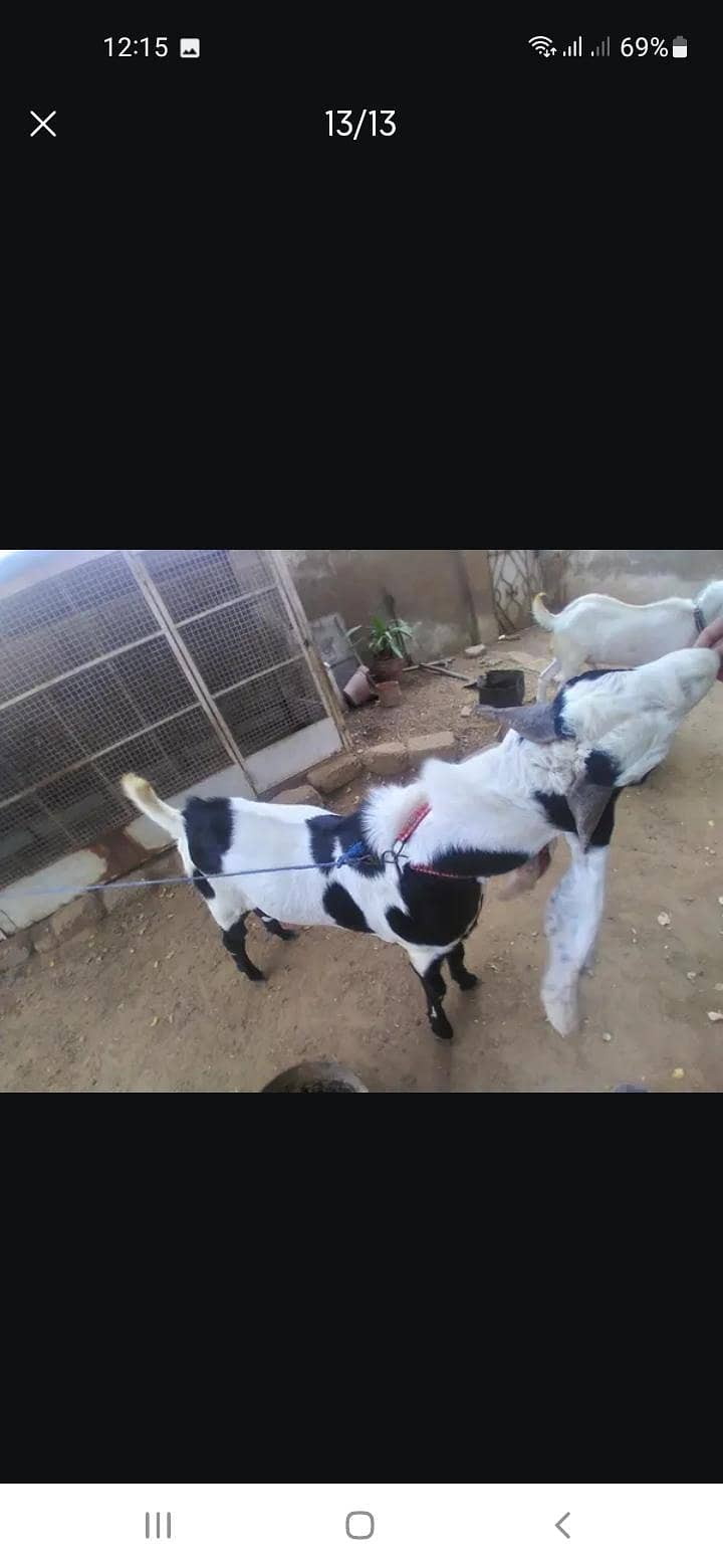 Breeder bakra 12