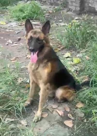 Belgium Shepherd and German shepherd cross pair