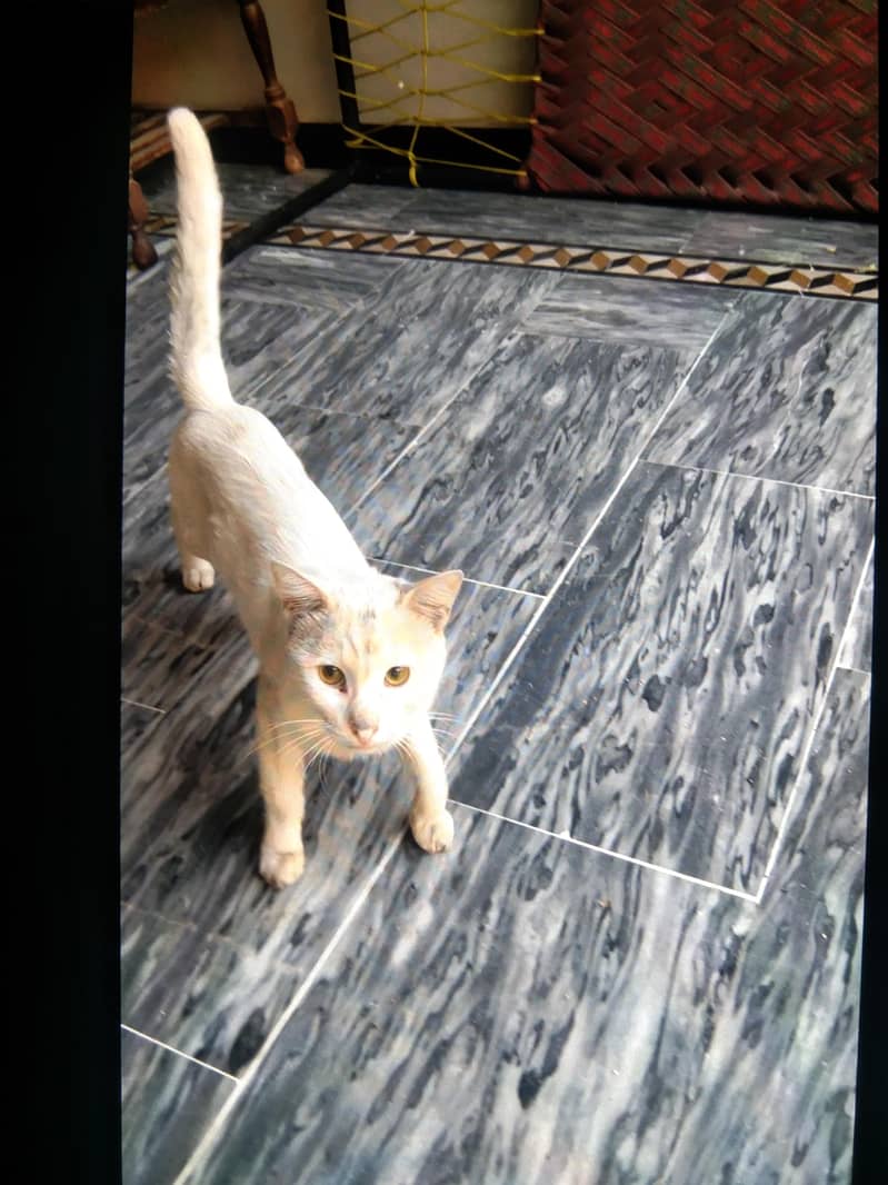 white cat 0