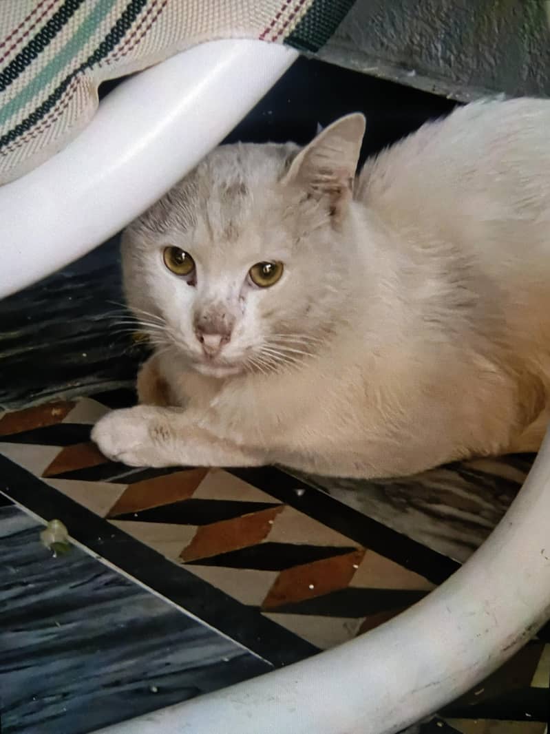 white cat 1