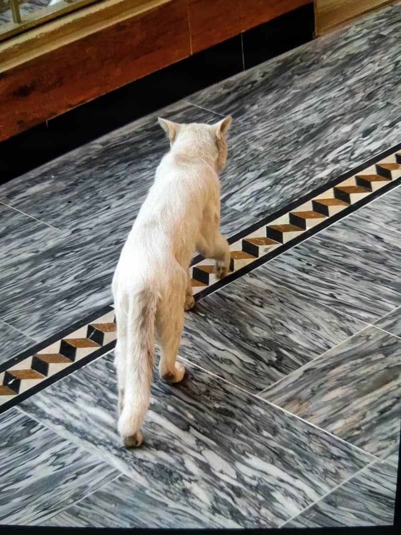 white cat 2