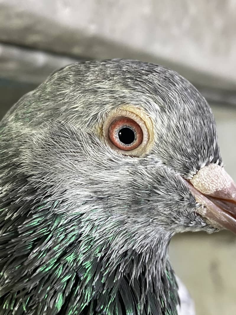 Pigeons 10