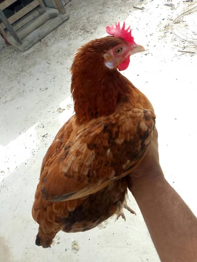 Golden misri 9 female 3 Male 1 Year Egg Laying Muhammad Nagar