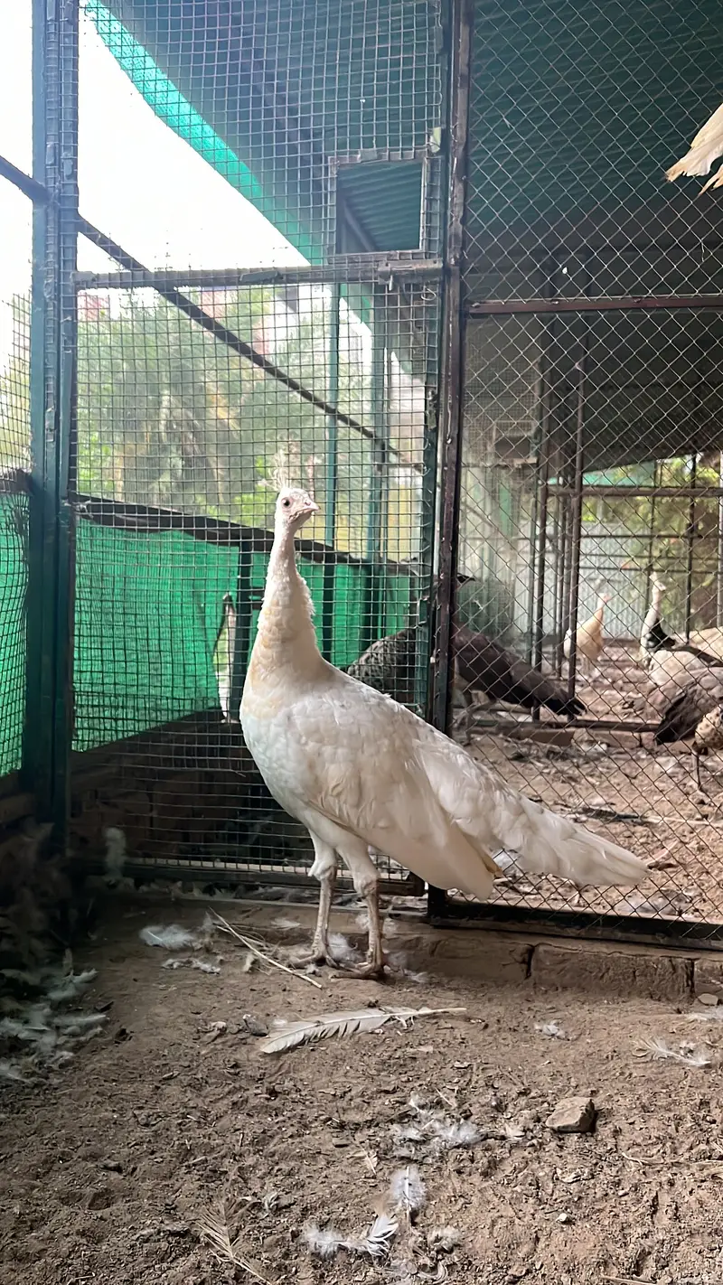 Total 13 peockok for sale in best price (urgent sale] owner isgoing Uk — photo 2