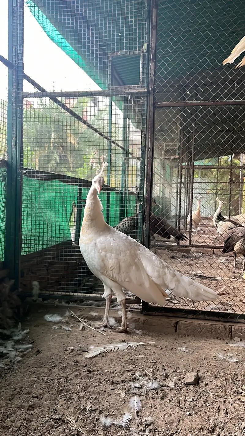 Total 13 peockok for sale in best price (urgent sale] owner isgoing Uk — photo 3