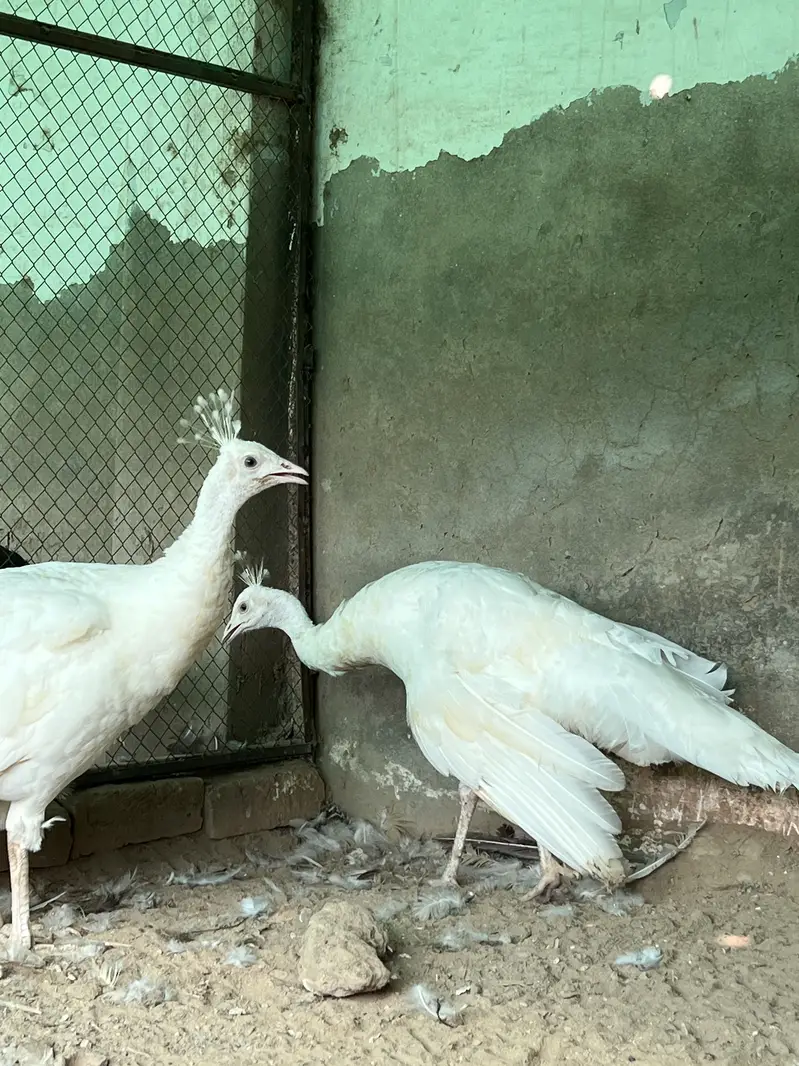 Total 13 peockok for sale in best price (urgent sale] owner isgoing Uk — photo 4