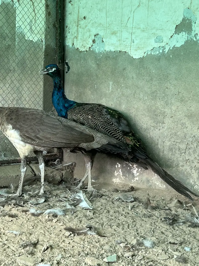 Total 13 peockok for sale in best price (urgent sale] owner isgoing Uk — photo 5