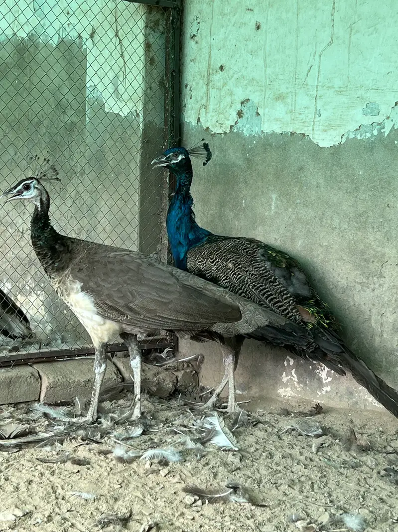 Total 13 peockok for sale in best price (urgent sale] owner isgoing Uk — photo 6