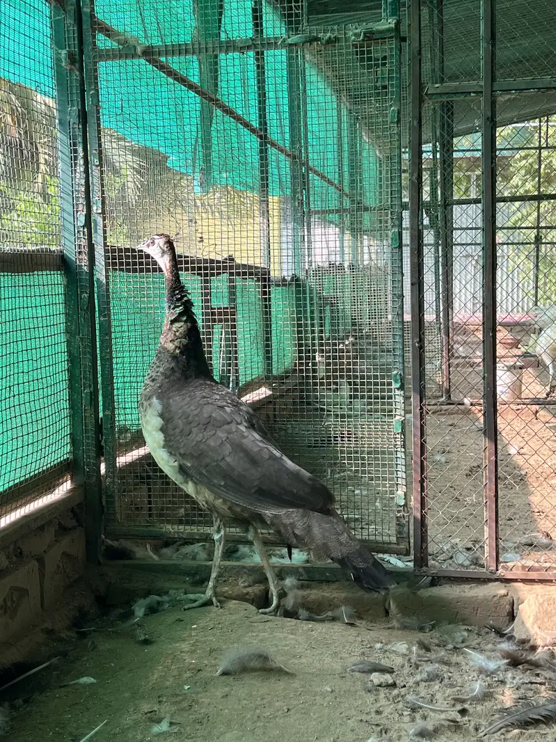 Total 13 peockok for sale in best price (urgent sale] owner isgoing Uk — photo 7