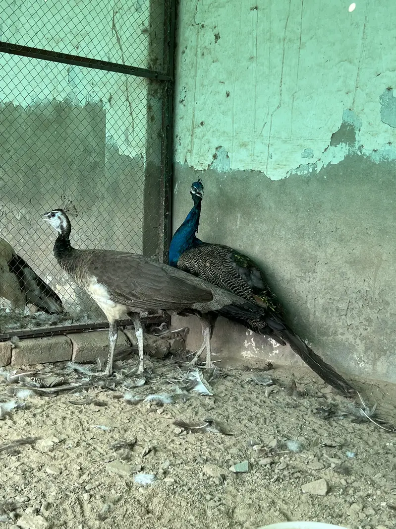 Total 13 peockok for sale in best price (urgent sale] owner isgoing Uk — photo 8