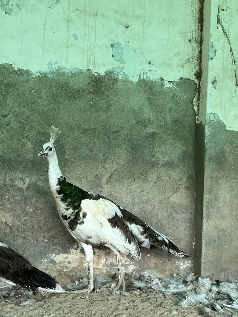 Total 13 peockok for sale in best price (urgent sale] owner isgoing Uk — photo 9