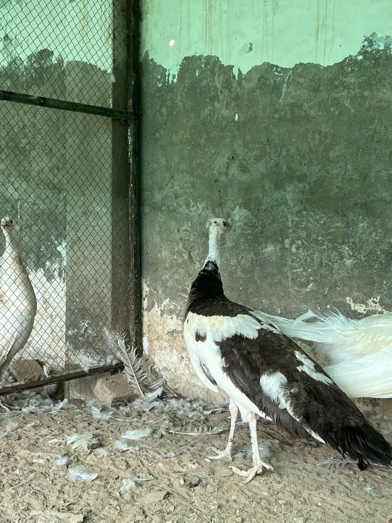 Total 13 peockok for sale in best price (urgent sale] owner isgoing Uk — photo 10