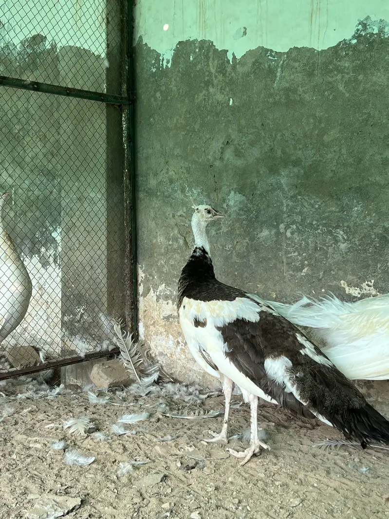Total 13 peockok for sale in best price (urgent sale] owner isgoing Uk — photo 11
