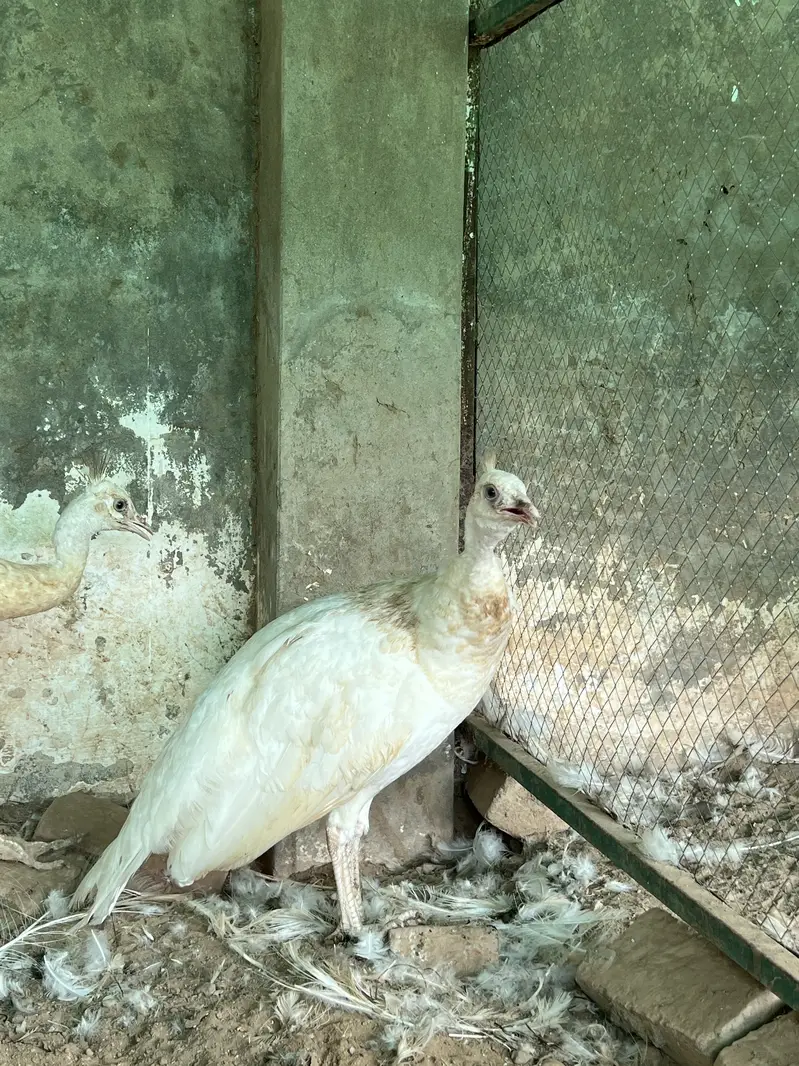 Total 13 peockok for sale in best price (urgent sale] owner isgoing Uk — photo 12