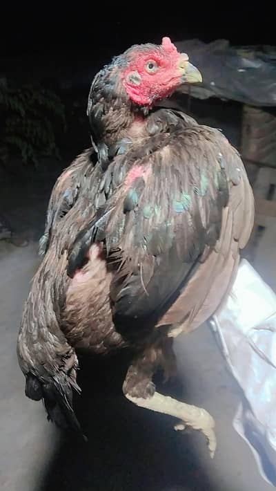 black mushki madi for sale