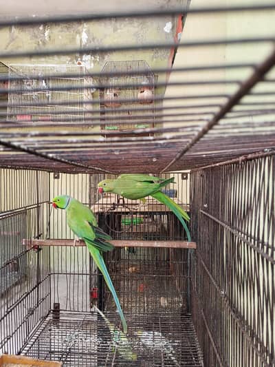 Ringneck Pair