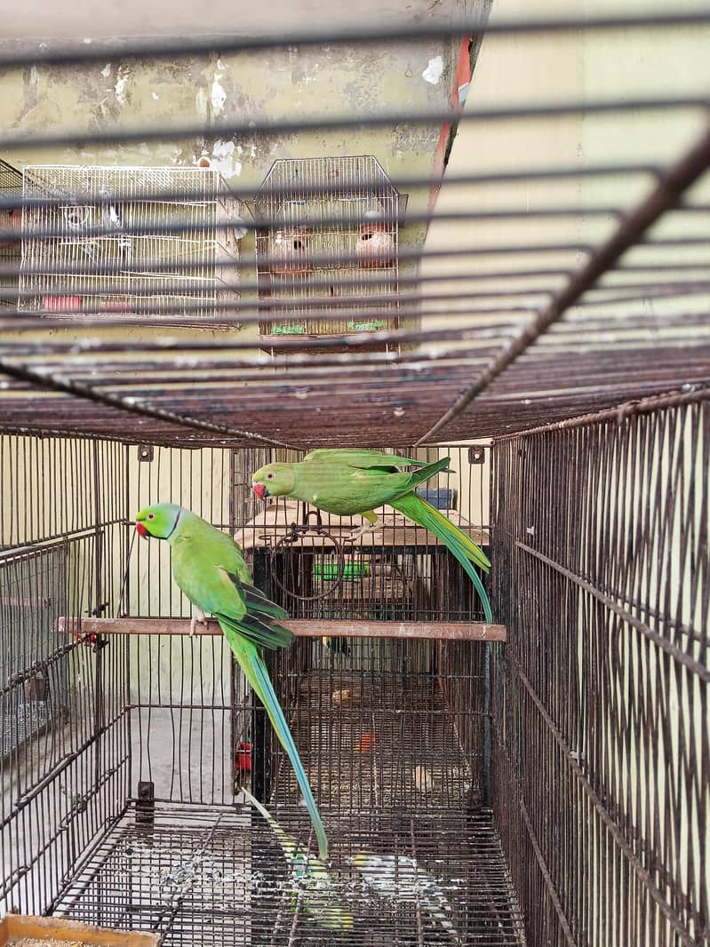 Ringneck Pair 0