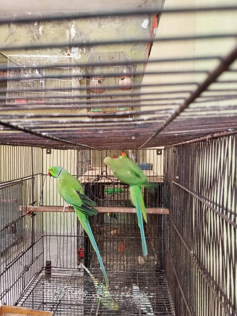 Ringneck Pair 1