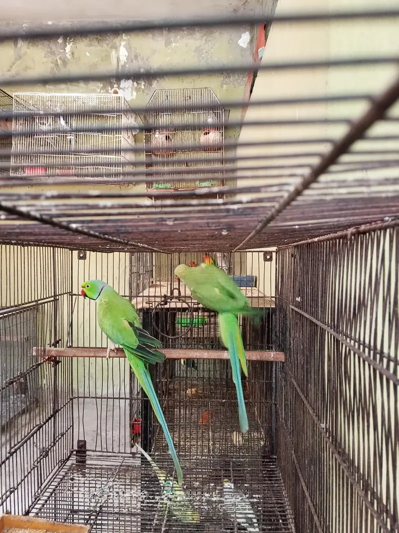 Ringneck Pair — photo 2