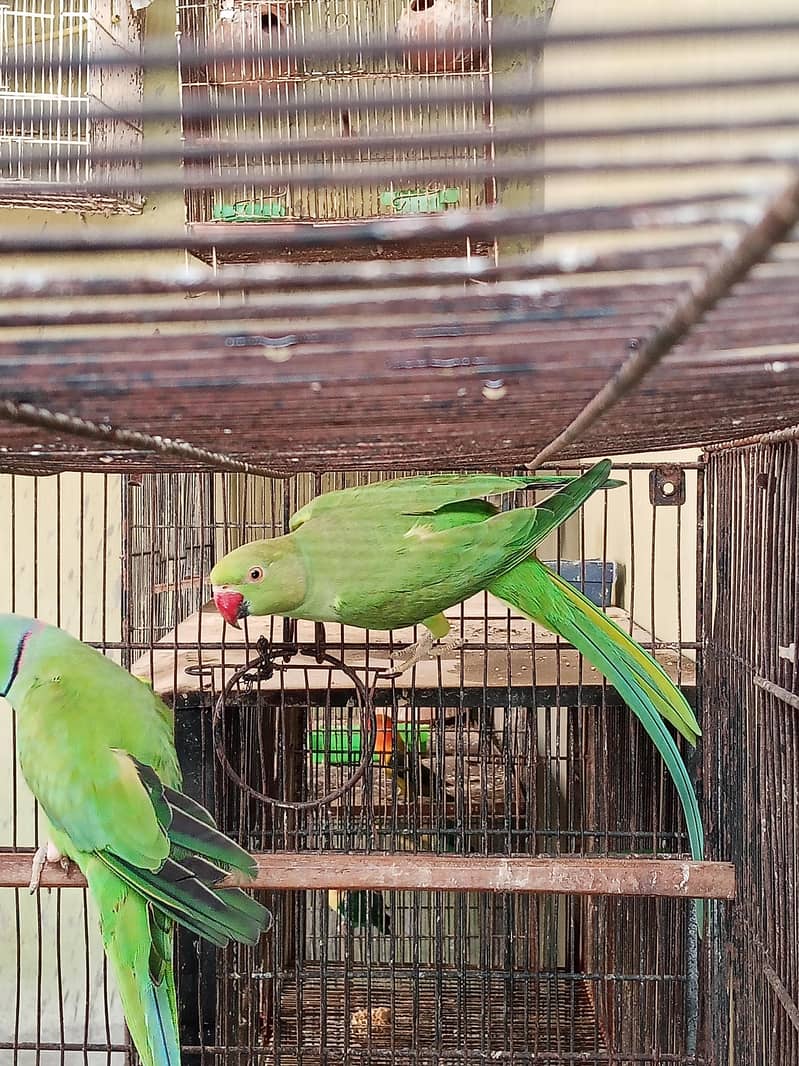 Ringneck Pair 2