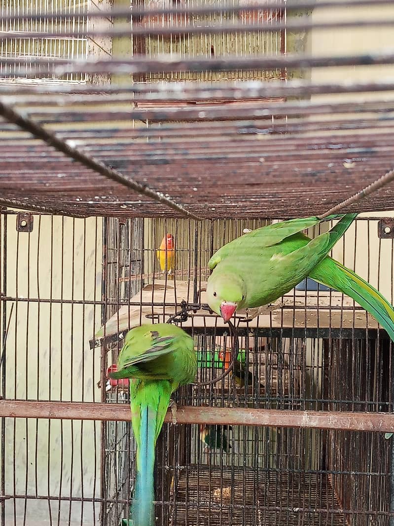 Ringneck Pair 3