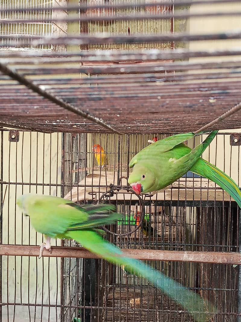 Ringneck Pair 4
