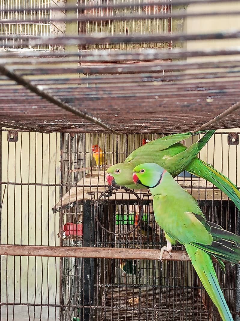 Ringneck Pair 5