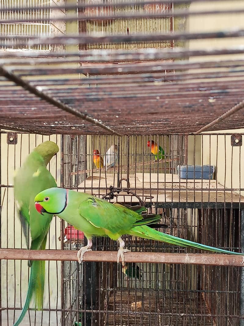 Ringneck Pair 6