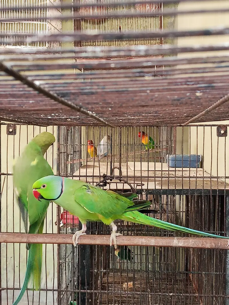 Ringneck Pair — photo 7