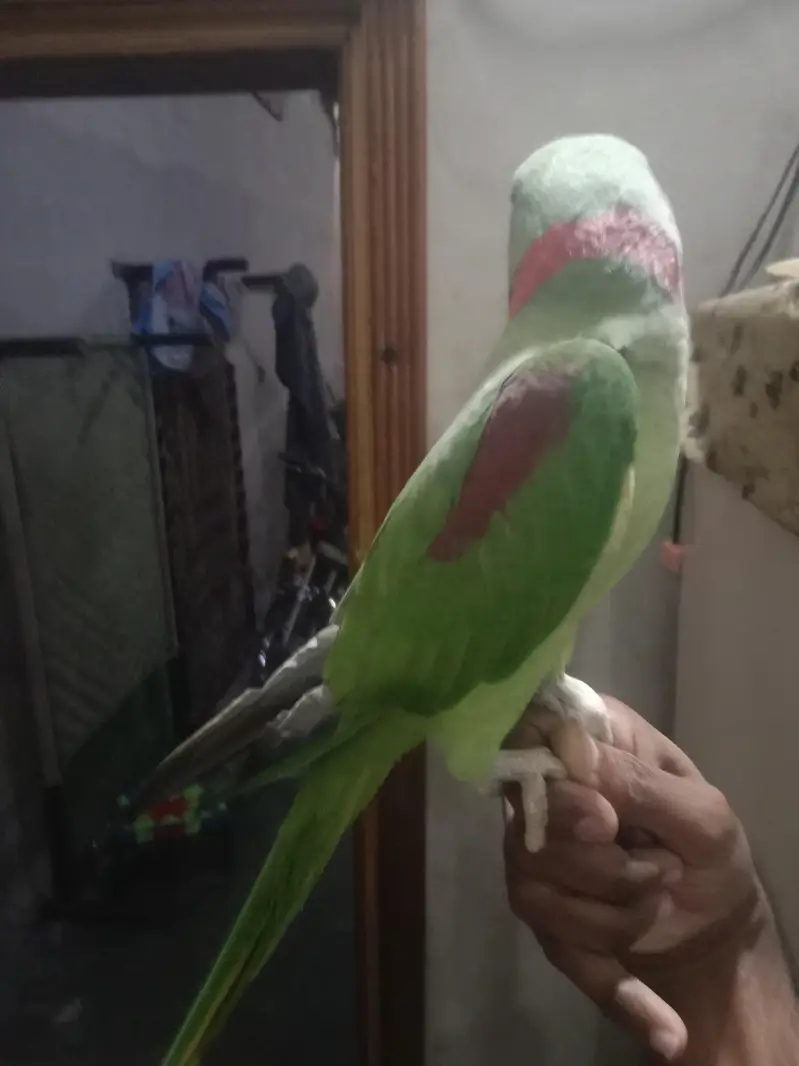 kashmiri raw male talking kerta ha hand tame ni ha — photo 4