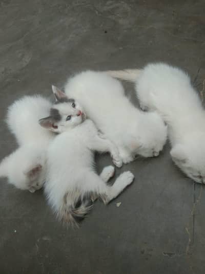 cat is sell