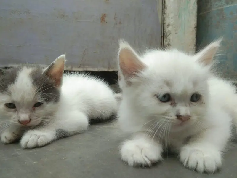 cat is sell — photo 2