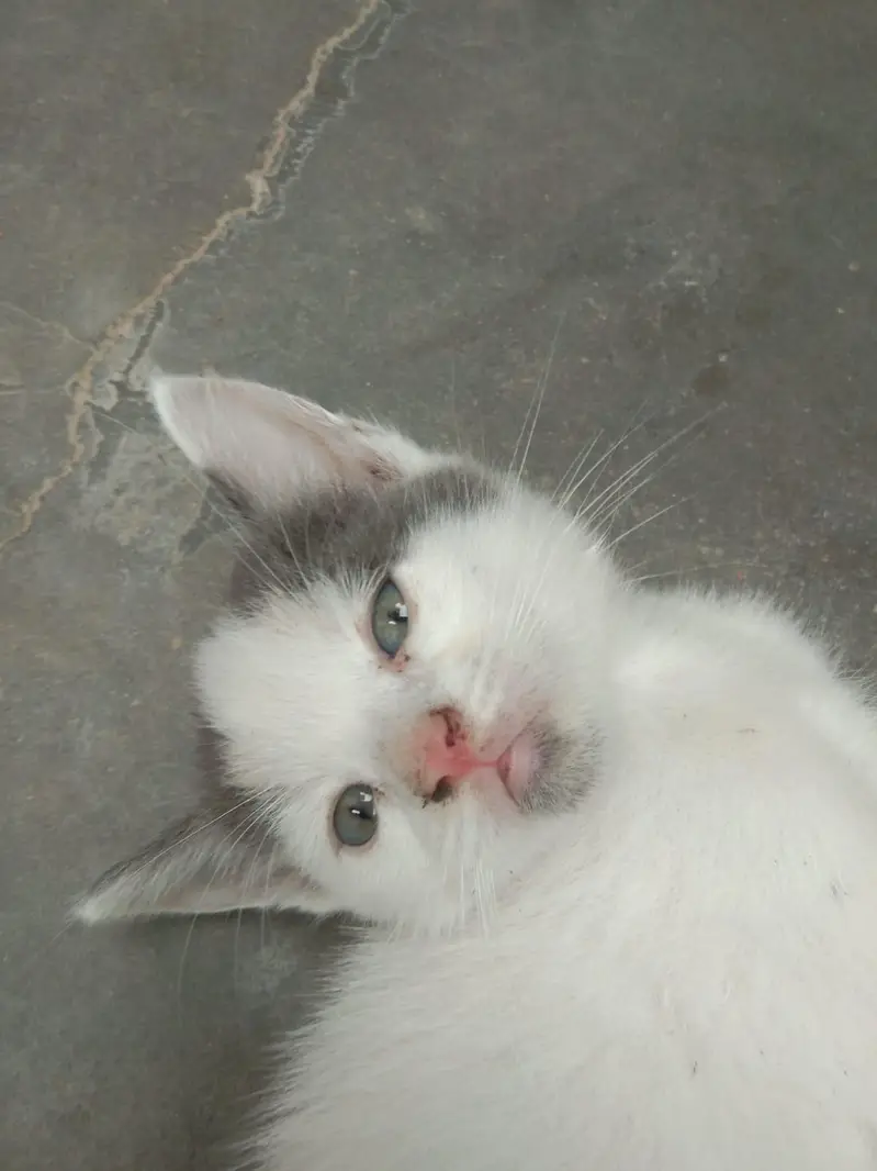 cat is sell — photo 3