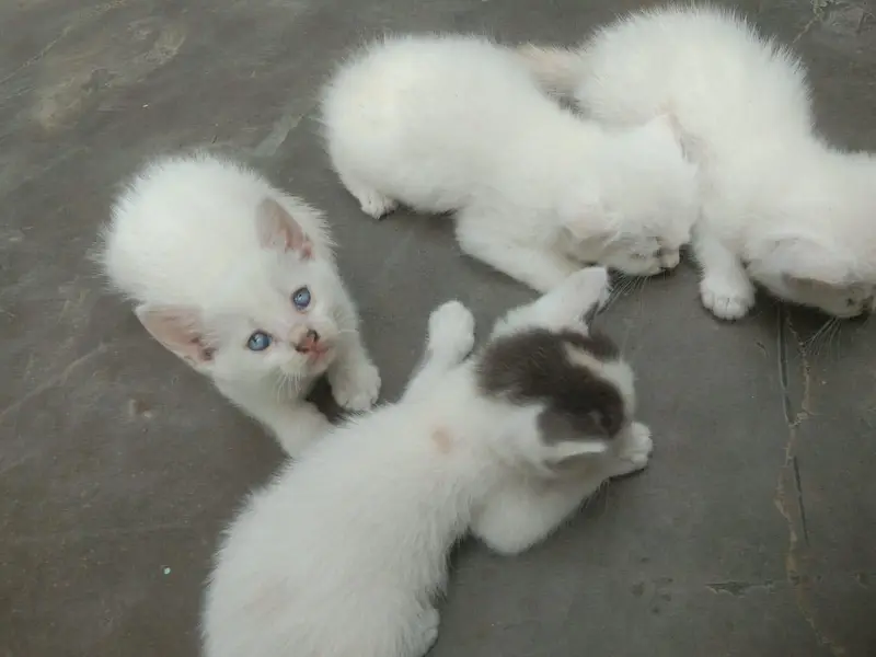 cat is sell — photo 5