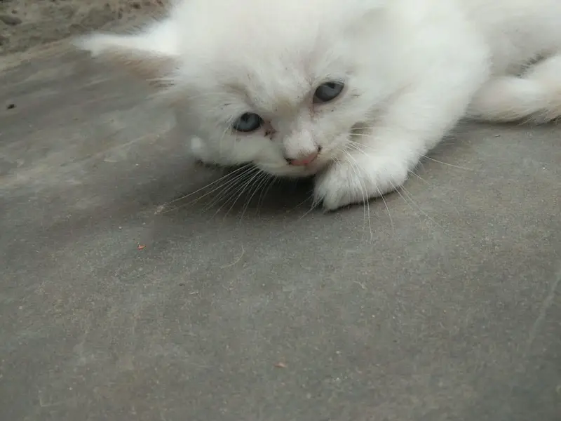 cat is sell — photo 6