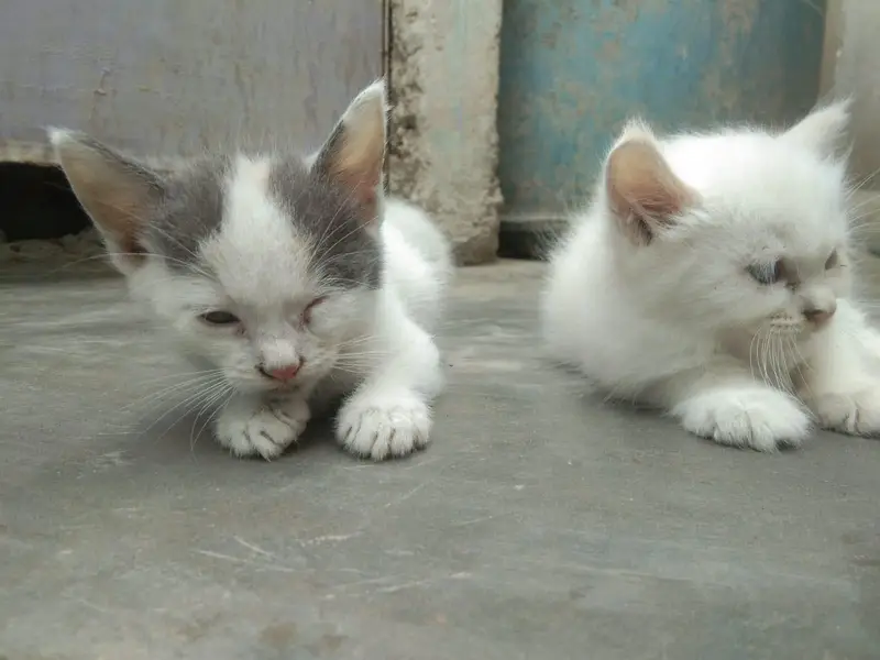 cat is sell — photo 7