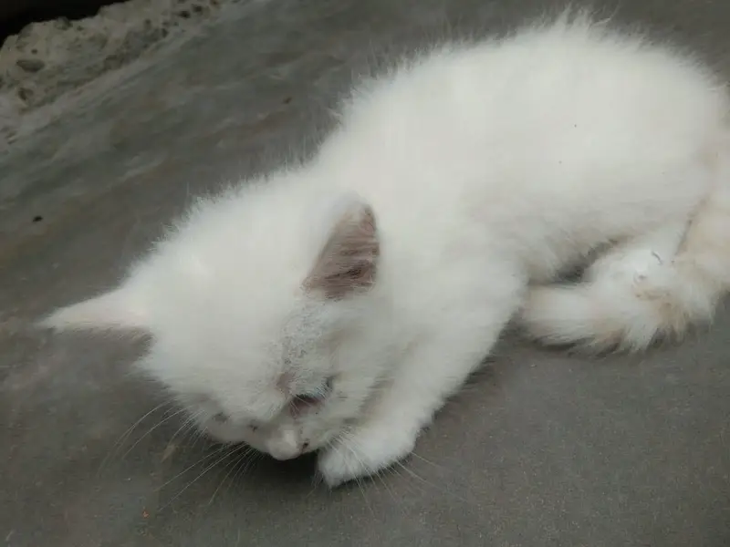 cat is sell — photo 8