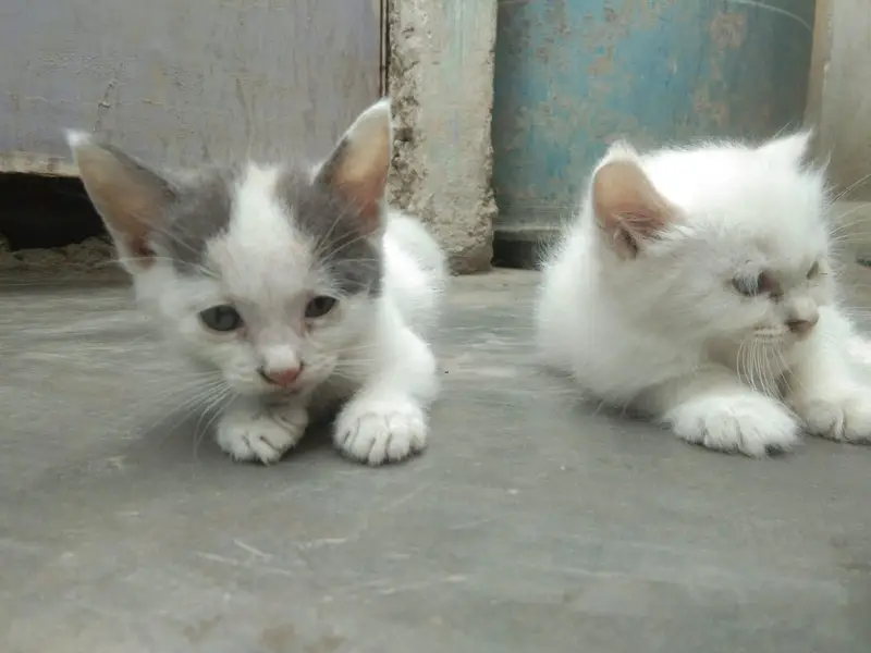 cat is sell — photo 9