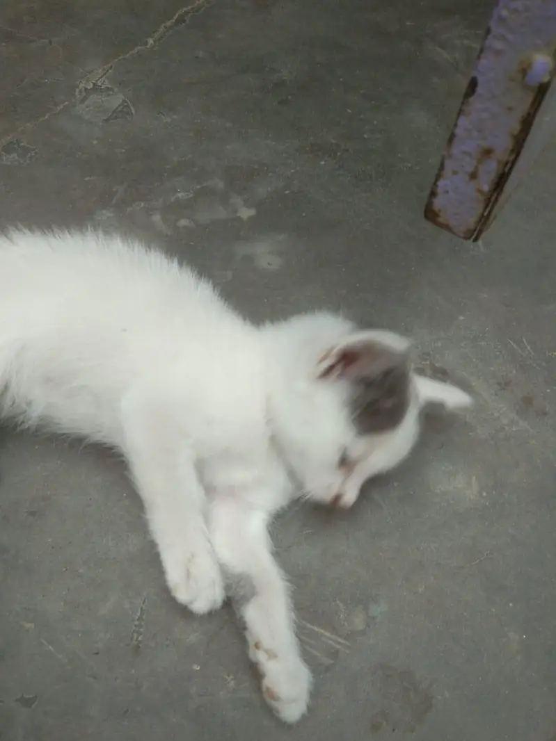 cat is sell — photo 10