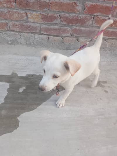 Russian cream dog  Gender : female Age : 2 months  Full active puppy